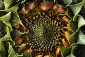 Close-Up View of a Sunflower's Complex Structure Petals, Seeds, and Disc Florets in Exquisite Detail, Revealing Nature's Intricate Design with Stunning Visuals. photo