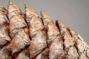 Close-Up View of Pine Cone Scales Texture, Detail, and Natural Patterns of a Dried Pine Cone, Showing the Intricate Structure and Color Variations of Conifer Cones in Nature. photo