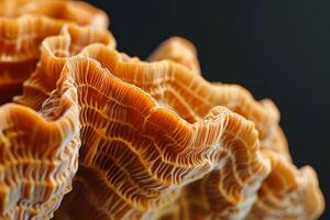 Orange Coral's Intricate Structure A Detailed Look at the Ocean's Architectural Marvel with Close-Up Views, Unveiling Nature's Complex Designs and Patterns of Aquatic Life. photo