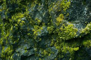 Exploring the Vibrant Green Hues of Lichen on Rough Rock Surfaces A Close-Up Study of Nature's Textured Beauty, Revealing the Intricate Details of this Symbiotic Life Form in a Detailed Macro Shot. photo