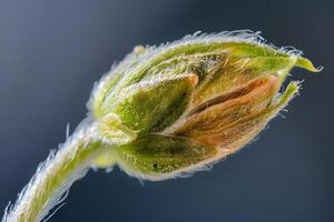Magnificent Close-Up Observing the Detailed Structure of a Young Plant Bud, Revealing its Intricate Design and Delicate Hairs with Remarkable Clarity. A Study in Botanical Wonders. photo