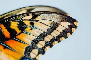 Exploring the Intricate Details A Close-Up View of Butterfly Wing Scales, Patterns, and Veins, Showing Exquisite Color and Texture with Stunning Macro Photography. photo