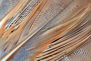 Exploring the Intricate Structure and Beauty of Bird Feathers A Close-Up Look at Avian Plumage, Revealing the Natural Design and Color Variations in Detail with Breathtaking Clarity. photo