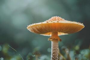 Exploring the Captivating Beauty of a Wild Mushroom A Detailed Look at its Structure, Color, and Growth in Nature's Embrace. A Close-Up Study of Fungi in the Forest. photo