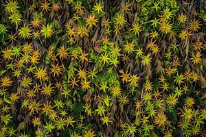 Vibrant Green and Gold Star-Shaped Plants Thrive in Lush Mossy Ground Cover A Close-Up View of Unique Flora in Nature's Tapestry, Showcasing Intricate Details and Diverse Textures of Botanical Life photo