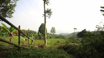 Lush Green Rice Fields and Mountains video