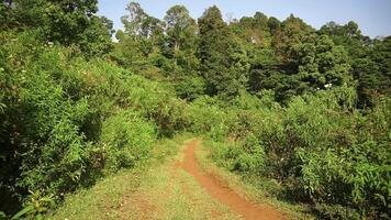 Lush Green Pathway Through Nature video