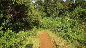 Winding Dirt Path in Lush Tropical Forest video