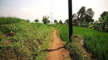Scenic Path Through Lush Rice Fields video