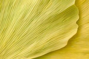 Exploring the Intricate Veins A Close-Up Look at the Parallel Venation of a Striking Yellow Leaf, Revealing Nature's Artistic Detail in Botanical Beauty with Detailed Texture. photo