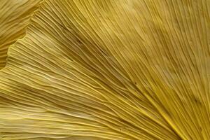 Ginkgo Biloba Leaf Texture Close-Up View of Golden Hues, Detailed Veins, and Natural Patterns, Showing the Intricate Fan-Shaped Structure with Striking Visual Appeal. photo