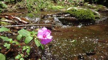Lush Stream Surrounded by Dense Vegetation video