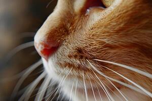 Close-Up View of a Ginger Cat's Whiskers Detailed Texture and Structure of Feline Sensory Hairs, Amazingly Sensitive and Elegant. photo