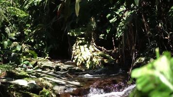 Serene Forest Stream with Lush Greenery video