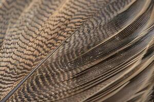 Exploring the Intricate Details of a Bird Feather Close-Up View Reveals Stunning Texture and Pattern, Showcasing Nature's Artistic Mastery in Avian Plumage Design. photo