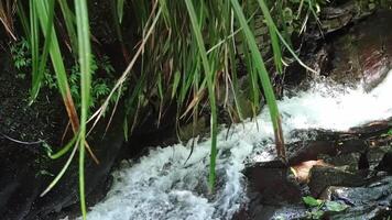 Flowing Stream Surrounded by Lush Greenery video
