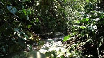 tranquilo selva corriente con lozano verdor video