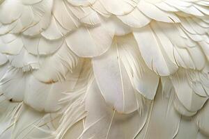 Close-Up View of Delicate, Overlapping White Bird Feathers Showing Intricate Texture and Patterns, a Detailed Look at Avian Plumage, Revealing the Natural Beauty of Feathers with Exquisite Detail. photo