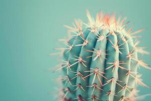 Discover the Intricate Beauty of a Cactus's Spines Close-Up View of a Succulent's Thorns, Showing Amazing Details, with a Focus on Texture and Color. Explore the Wonders of Desert Flora. photo