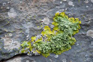 Exploring the Vibrant Hues and Textures of Lichen Growing on Rocks A Close-Up Study of Nature's Colorful Art, Revealing the Intricate Details of this Symbiotic Life Form Flourishing on Stone Surfaces. photo