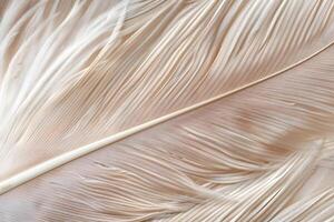 Close-up View of Delicate, Soft Beige Feather Texture Unveiling Nature's Intricate Design, Showing Smooth, Silky Barbs and Fine Details with Artistic Appeal in Nature Photography photo