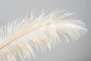 Explore the Delicate Structure of a Single White Feather A Detailed Macro View Reveals Intricate Details and Natural Beauty, Showcasing Elegance and Subtlety in Nature's Design. photo