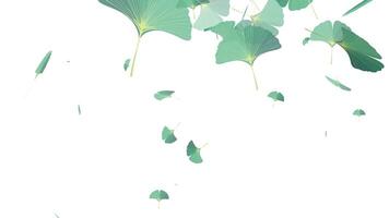 Ginkgo Leaf Falling Background Loop Animation video