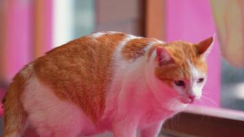 Curious Ginger and White Cat by the Window video