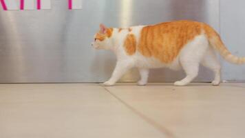 A curious orange and white cat sitting on a tiled floor, looking towards a metallic wall with the word 'KITT' in pink letters. video