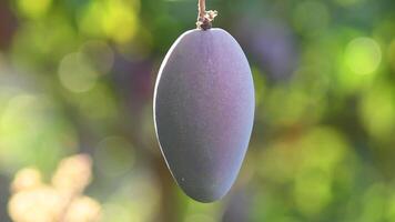 Mango fruit hanging in a mango tree video