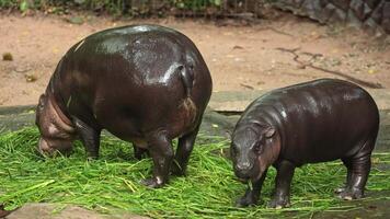 Pygmy hippos Jonah and Moo Deng graze on grass in their enclosure, the mother feeding while her daughter stands nearby attentively video