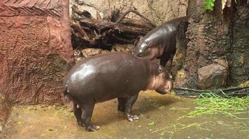 Two young pygmy hippos explore their enclosure with textured rocks, wooden debris, and green grass in a natural setting video