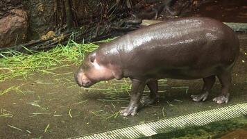 A young pygmy hippopotamus walks in its enclosure, surrounded by wet ground, green vegetation, and rocks in a zoo or wildlife sanctuary, its dark skin reflecting light video
