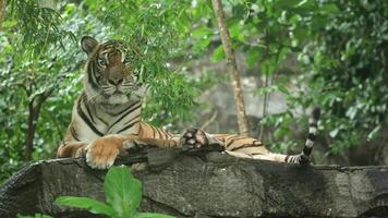 Bengal tiger rests on a rock, turns head to camera, wags tail, and rolls onto its back while licking side video