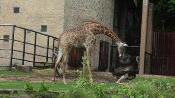 A giraffe interacts with an ostrich in a zoo setting, standing gracefully near a textured wall and metal fencing with vegetation enhancing the natural scene video