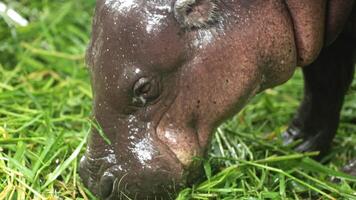 Young pygmy hippopotamus Moo Deng grazes on lush grass, its wet dark skin reflecting the habitat while observing surroundings, showcasing natural feeding behavior video