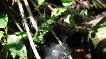 A serene stream flowing through lush greenery, with sunlight filtering through leaves. The water glistens as it cascades over rocks, creating a peaceful natural scene. video