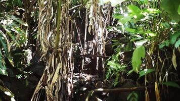 Lush Jungle Scene with Sunlight Filtering Through Foliage video