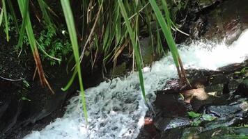 A serene stream flowing over rocks surrounded by lush greenery. The water cascades gently, creating a peaceful atmosphere in a natural setting. video