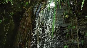 A serene waterfall cascading down a rocky surface, surrounded by lush green foliage and tropical plants. Sunlight filters through the leaves, creating a tranquil atmosphere. video