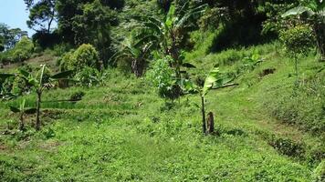 A lush green landscape featuring banana trees and dense vegetation. The terrain is hilly with patches of grass and small plants, creating a vibrant natural setting. video