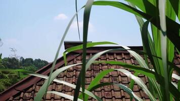 Serene Rooftop with Traditional Tiles and Lush Greenery video
