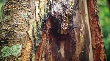Close-up of Tree Trunk with Moss and Sap video