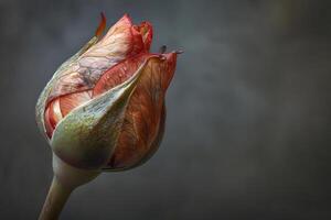 Unfolding Rosebud A Close-Up View of Nature's Beauty, Revealing Delicate Petals and Textures with Stunning Detail and Exquisite Color Variations, Displaying the Elegance of a Botanical Masterpiece. photo