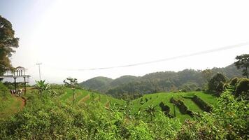 A panoramic view of lush green rice terraces on a hillside, with a clear sky and distant mountains. The foreground features vibrant greenery and a pathway leading to a viewing platform. video