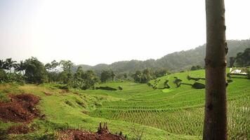 A scenic view of lush green rice terraces on a hillside, with a tall tree in the foreground and mountains in the background under a bright sky. video