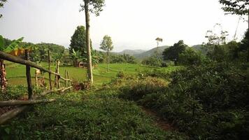 A serene landscape featuring lush green rice fields, rolling hills, and scattered trees under a clear sky. A dirt path winds through the fields, inviting exploration. video