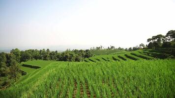 A scenic view of lush green terraced rice fields under a clear blue sky. The landscape features rolling hills and a variety of trees, creating a tranquil agricultural setting. video