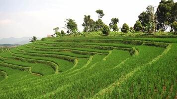 A scenic view of terraced rice fields on a hillside, lush green rice plants growing in neat rows, surrounded by trees and distant mountains under a clear sky. video