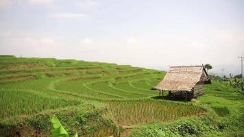 A serene landscape featuring lush green rice terraces under a bright sky. A traditional wooden hut is situated among the rice fields, showcasing rural agricultural life. video